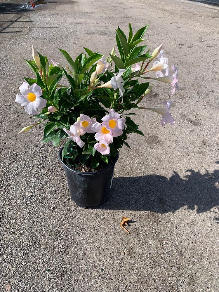 mandevilla-white-dipladenia