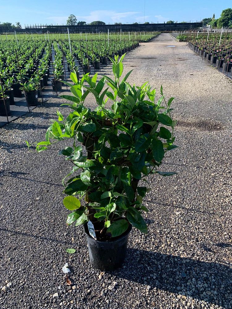 mandevilla-white-dipladenia