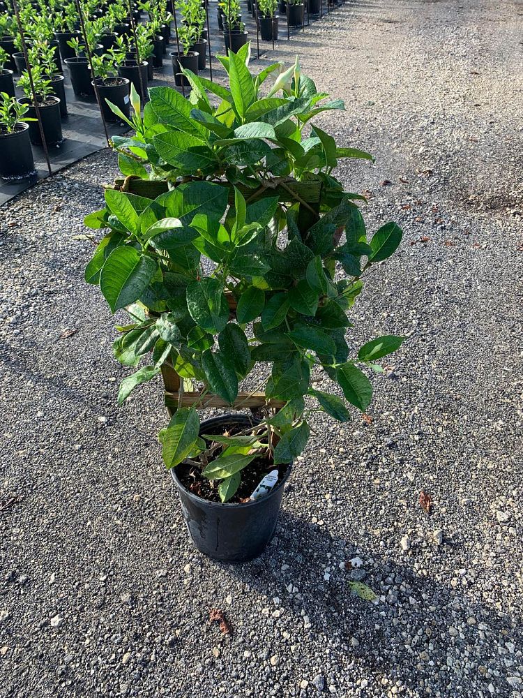 mandevilla-white-dipladenia