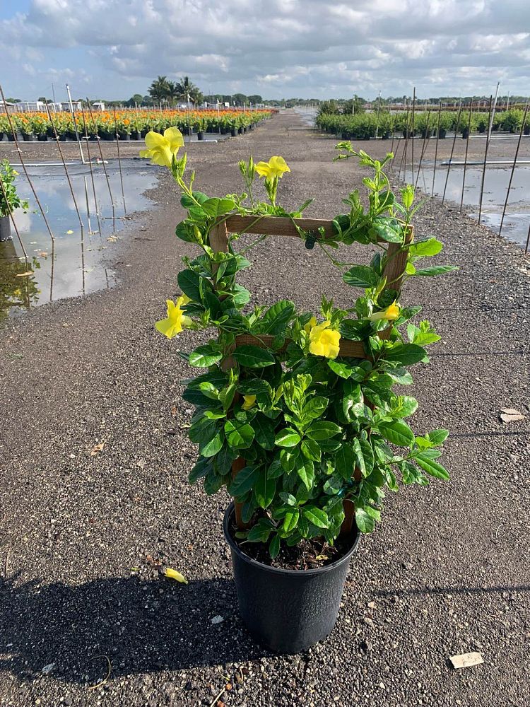 mandevilla-yellow-dipladenia