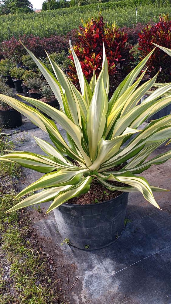 manfreda-virginica-american-aloe-amole-false-agave-hauco-rattlesnake-master-manfreda