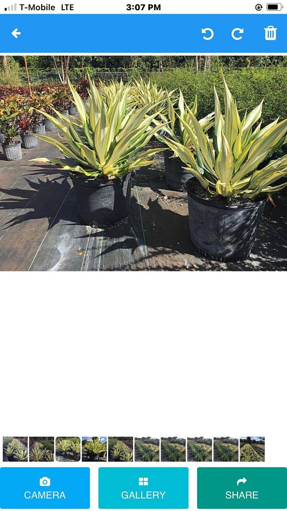 manfreda-virginica-american-aloe-amole-false-agave-hauco-rattlesnake-master-manfreda