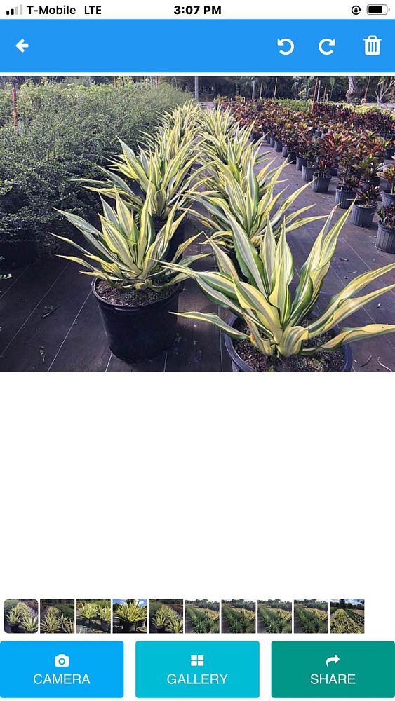 manfreda-virginica-american-aloe-amole-false-agave-hauco-rattlesnake-master-manfreda