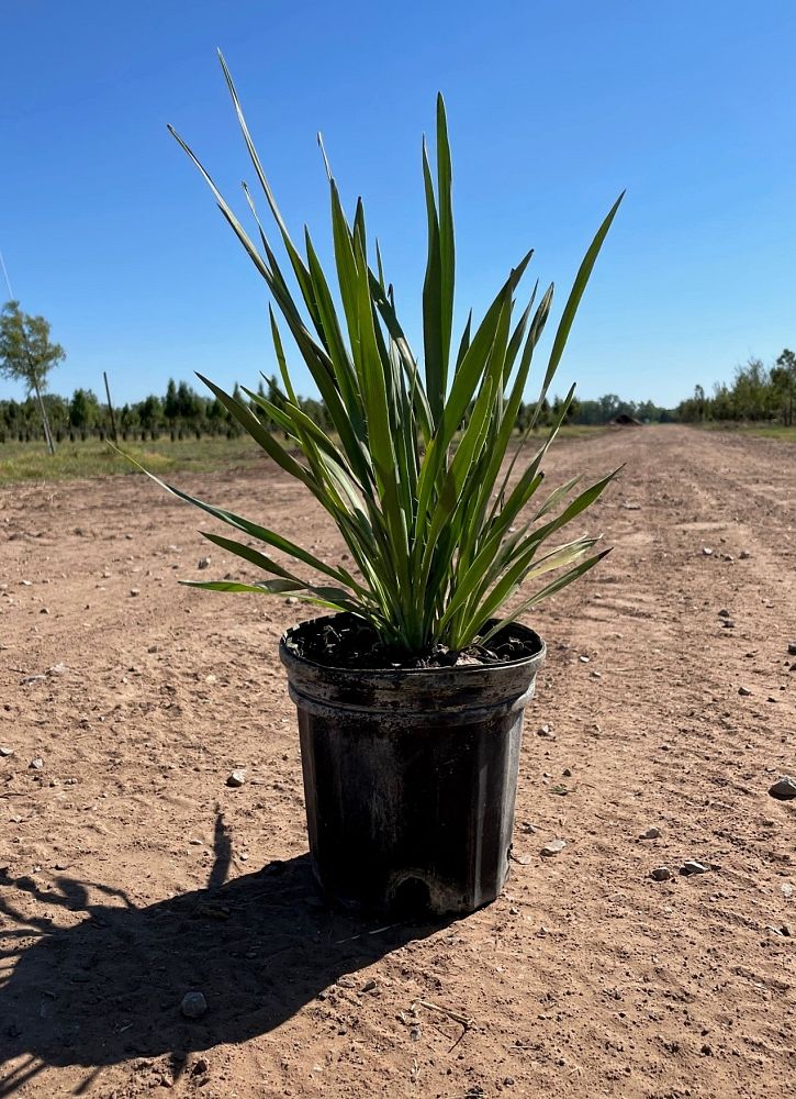 manfreda-virginica-american-aloe-amole-false-agave-hauco-rattlesnake-master-manfreda