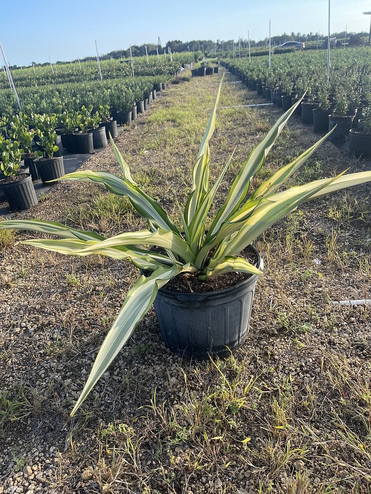 manfreda-virginica-american-aloe-amole-false-agave-hauco-rattlesnake-master-manfreda