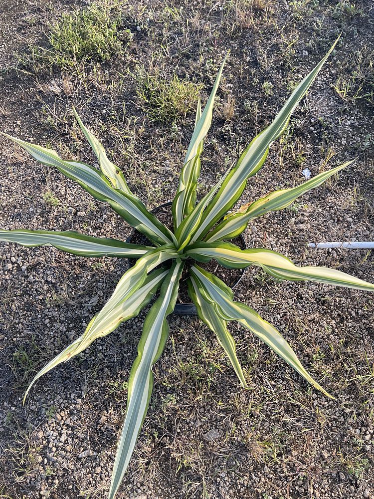 manfreda-virginica-american-aloe-amole-false-agave-hauco-rattlesnake-master-manfreda