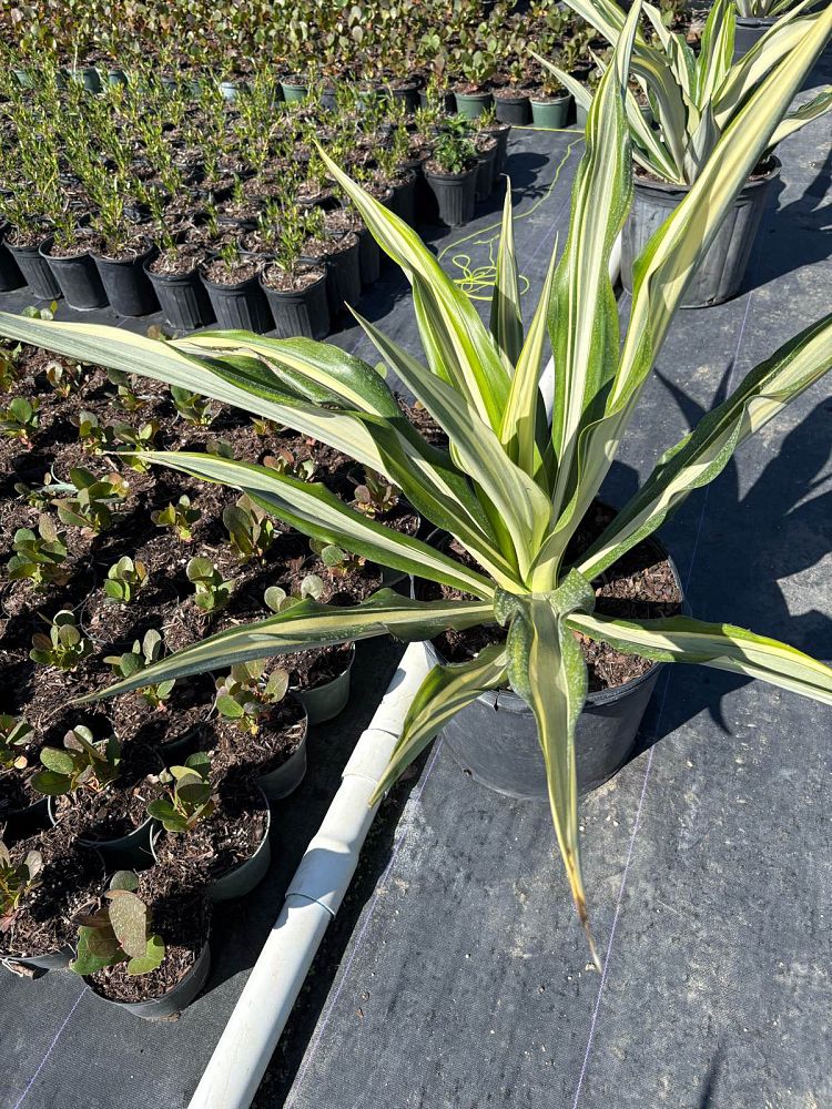 manfreda-virginica-american-aloe-amole-false-agave-hauco-rattlesnake-master-manfreda