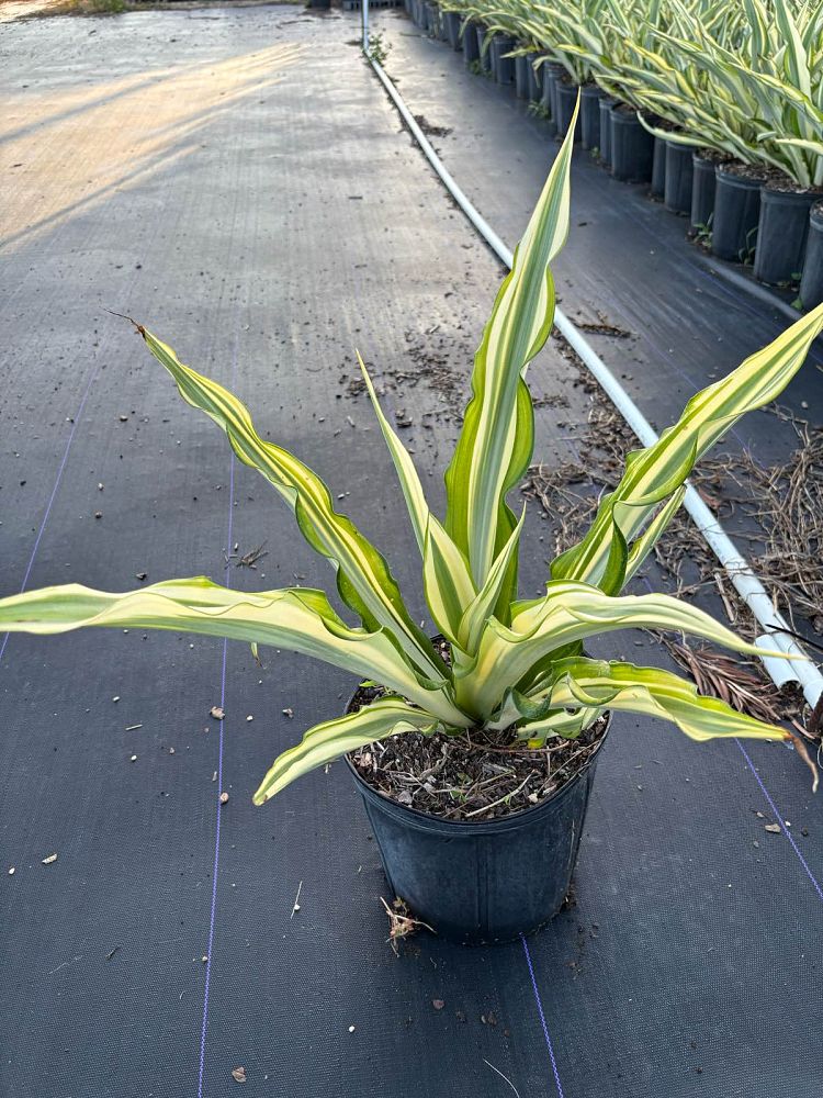 manfreda-virginica-american-aloe-amole-false-agave-hauco-rattlesnake-master-manfreda