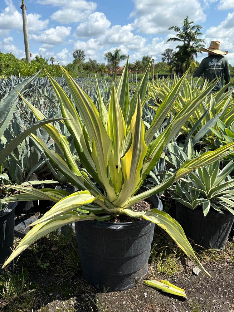 manfreda-virginica-american-aloe-amole-false-agave-hauco-rattlesnake-master-manfreda