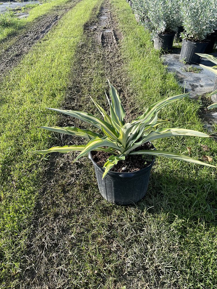 manfreda-virginica-american-aloe-amole-false-agave-hauco-rattlesnake-master-manfreda
