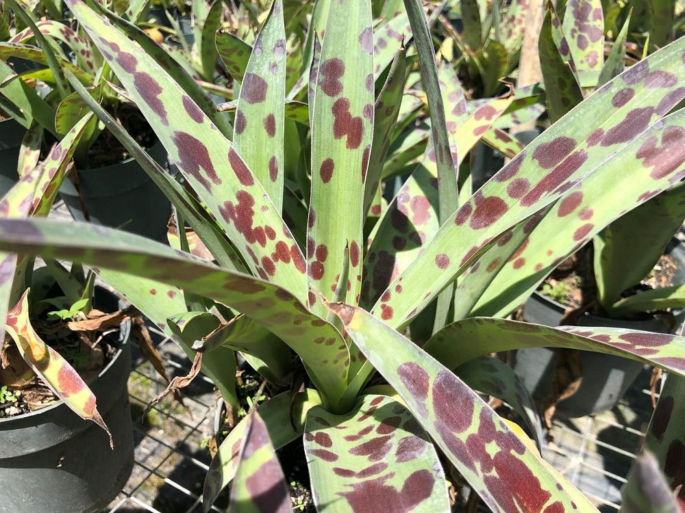 manfreda-virginica-spot
