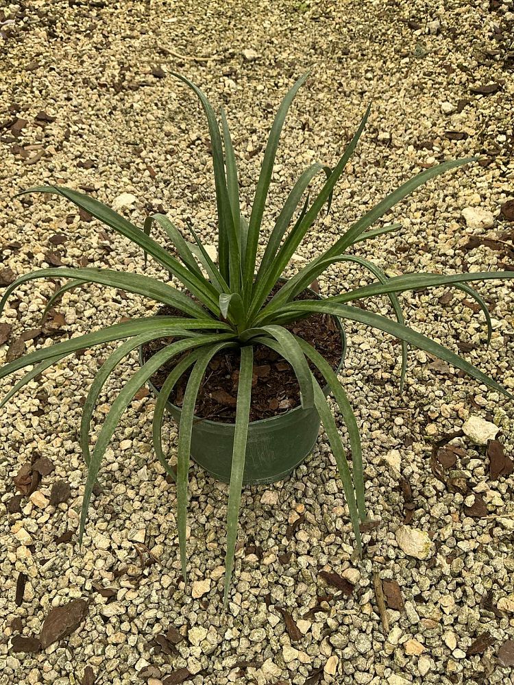 mangave-bad-hair-day