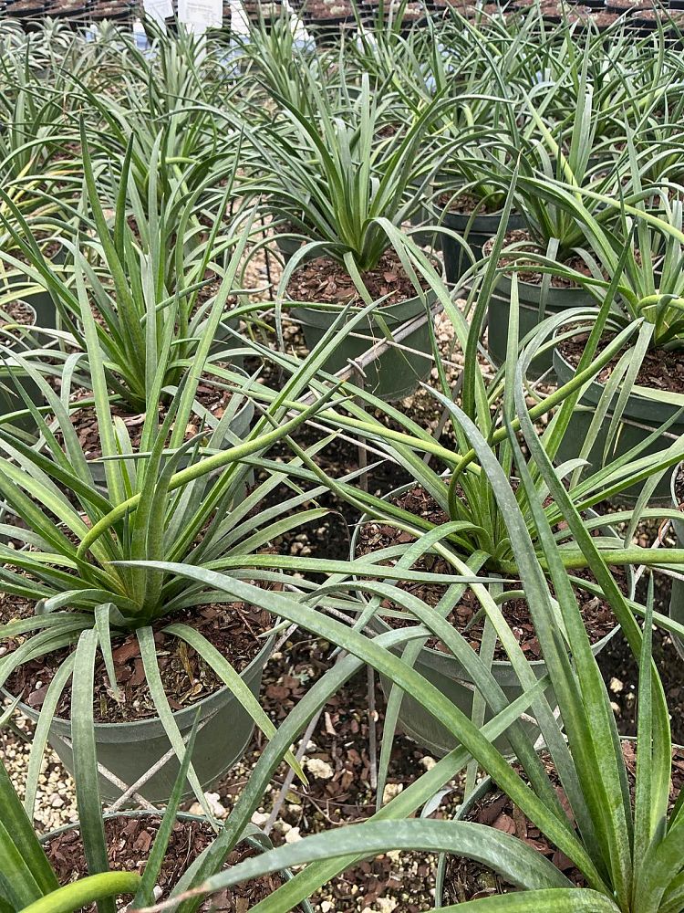 mangave-bad-hair-day