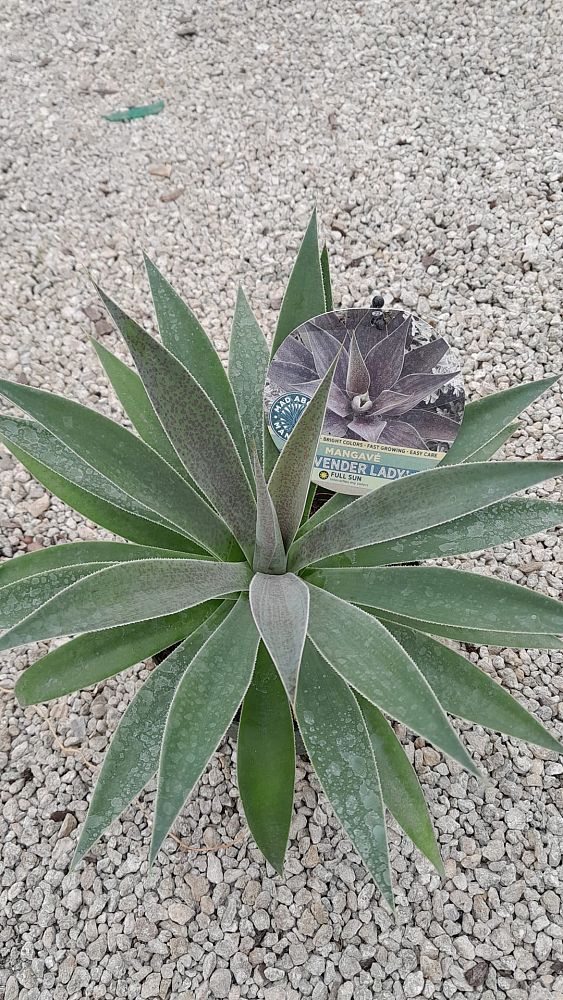 mangave-lavender-lady