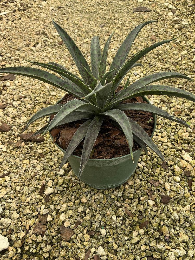 mangave-pineapple-express