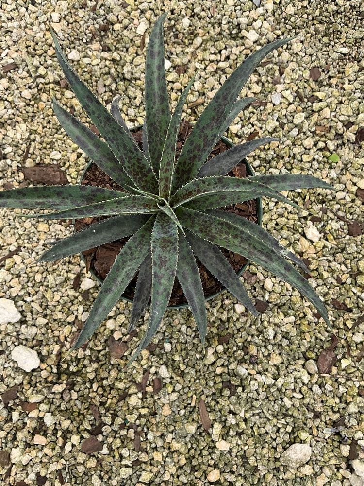 mangave-pineapple-express