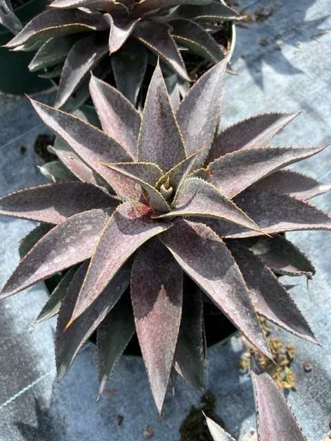 mangave-purple-people-eater