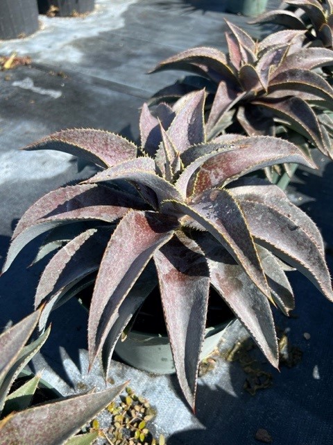 mangave-purple-people-eater