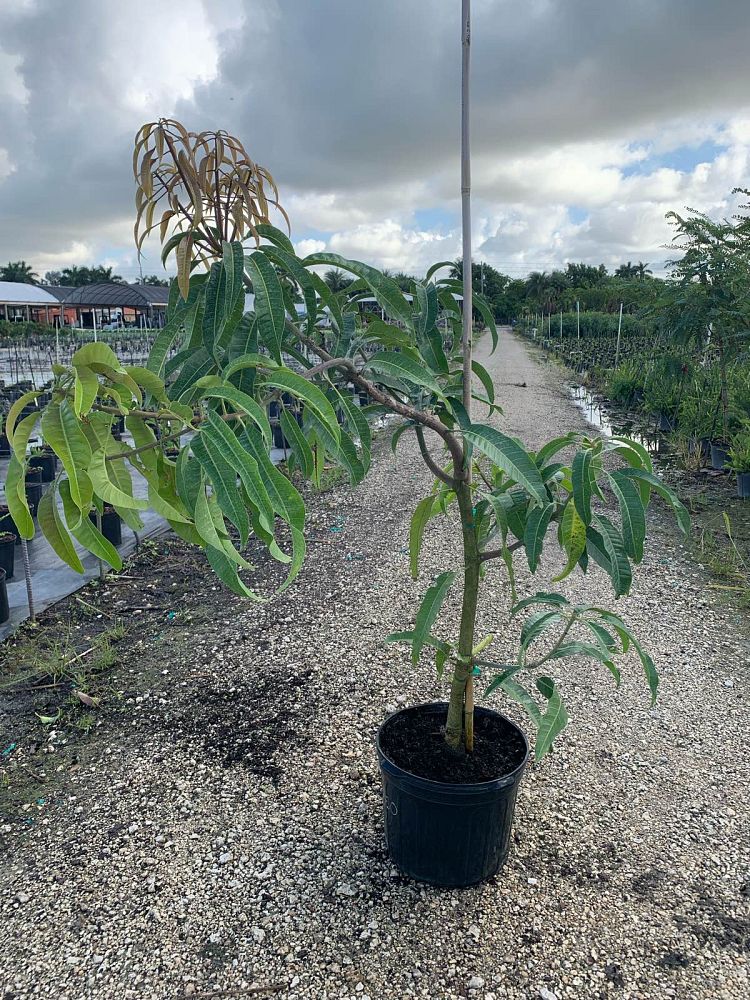 mangifera-indica-alphonso-mango