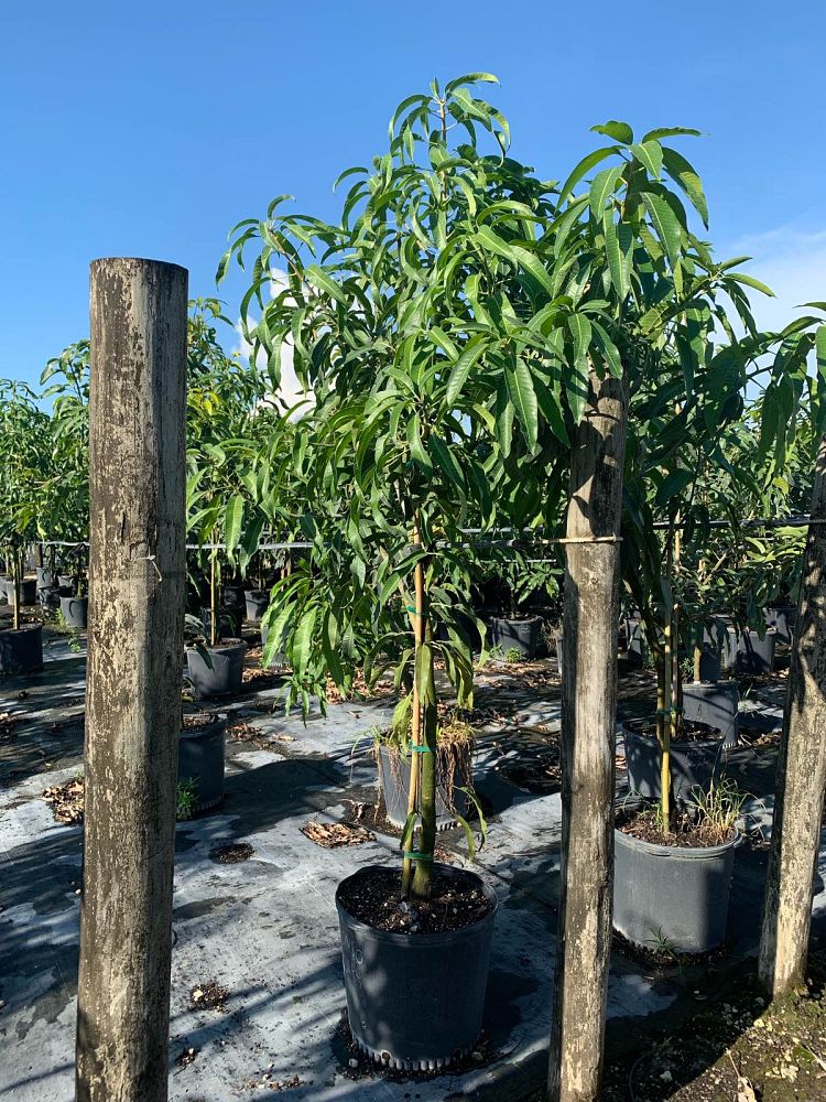 mangifera-indica-alphonso-mango