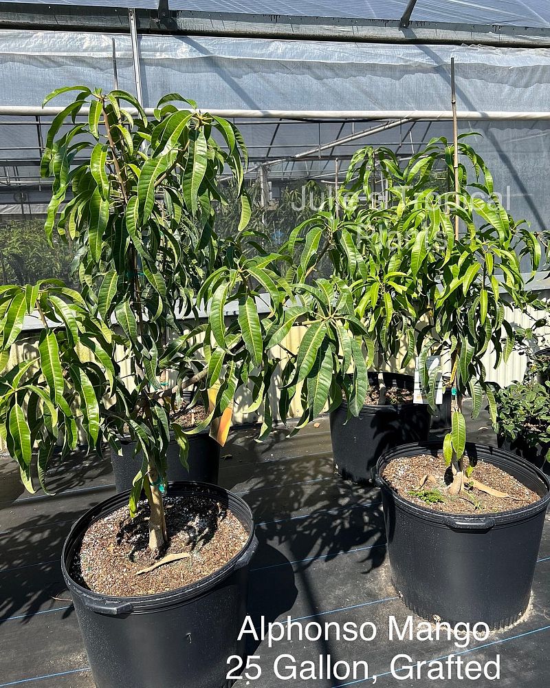 mangifera-indica-alphonso-mango