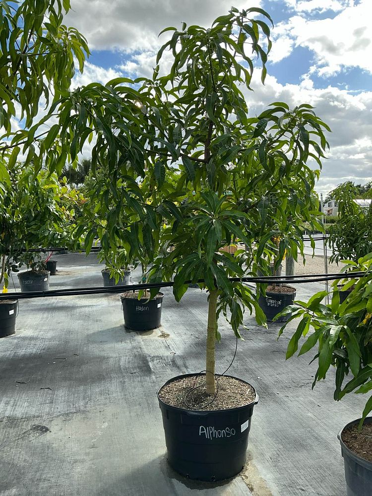 mangifera-indica-alphonso-mango