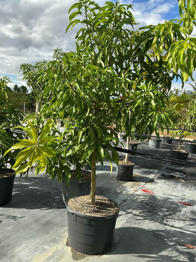 mangifera-indica-alphonso-mango