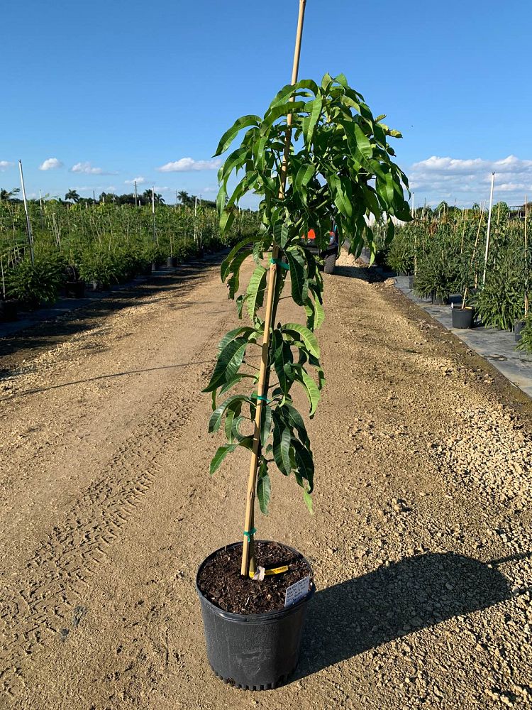 mangifera-indica-angie-mango