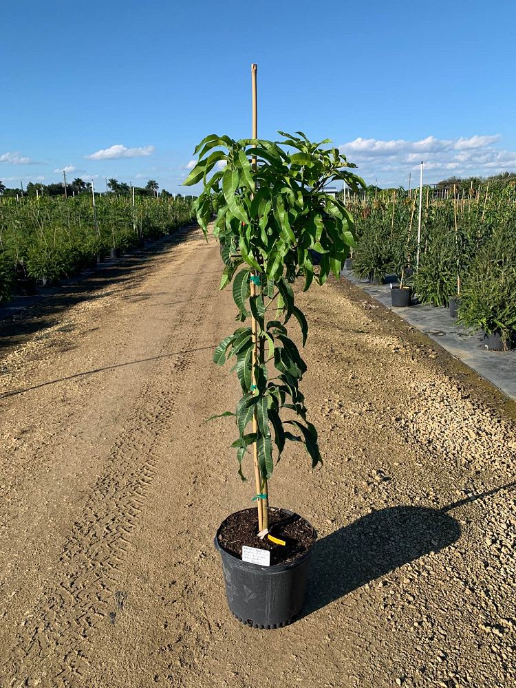 mangifera-indica-angie-mango