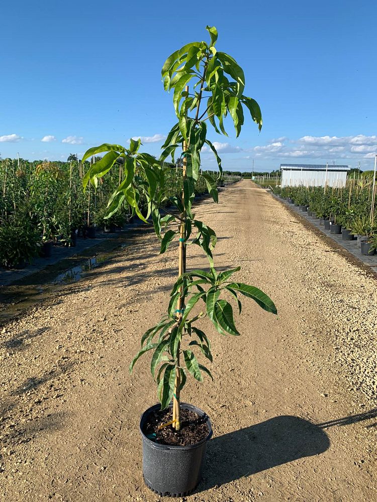mangifera-indica-bombay-mango