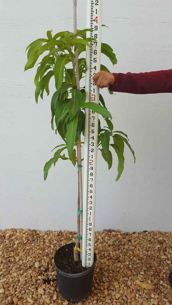 mangifera-indica-carrie-mango