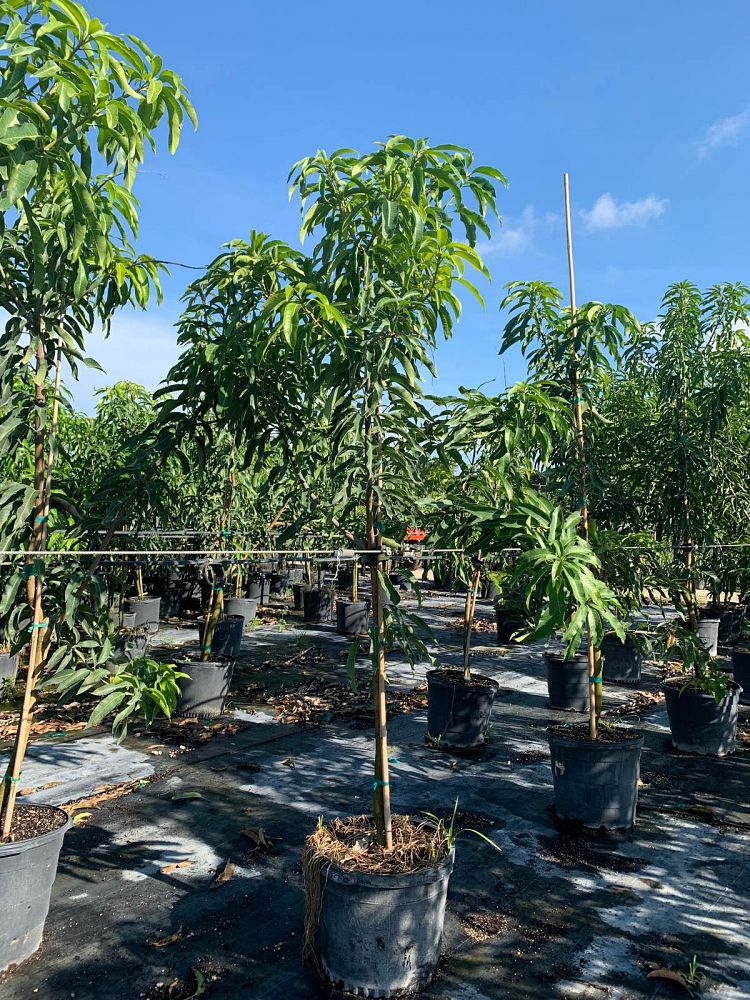 mangifera-indica-carrie-mango