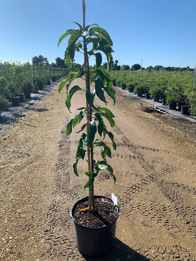 mangifera-indica-carrie-mango