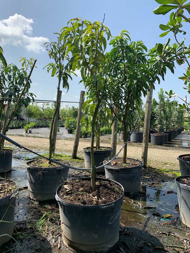 mangifera-indica-carrie-mango