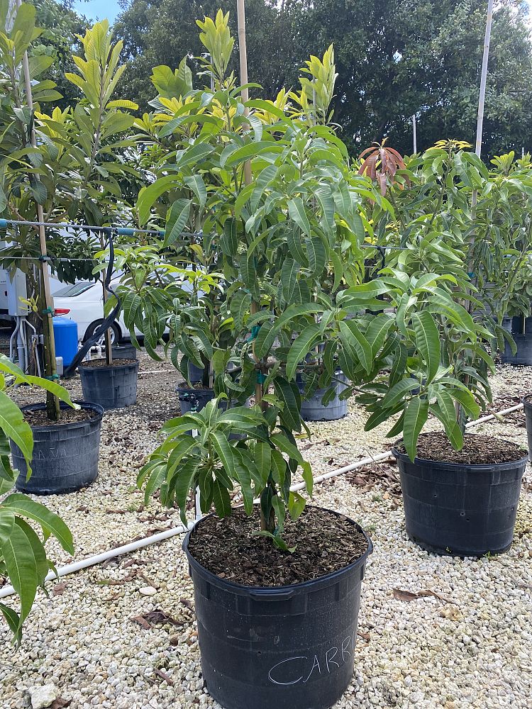 mangifera-indica-carrie-mango