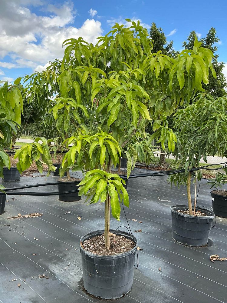 mangifera-indica-coconut-cream-mango