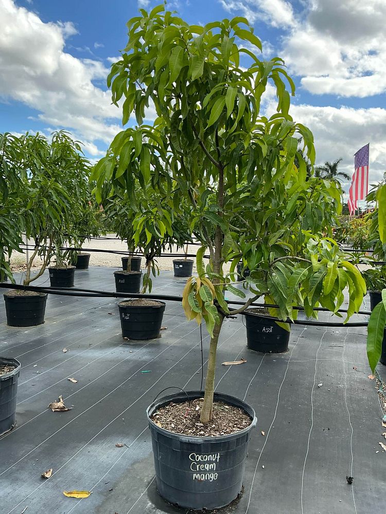 mangifera-indica-coconut-cream-mango