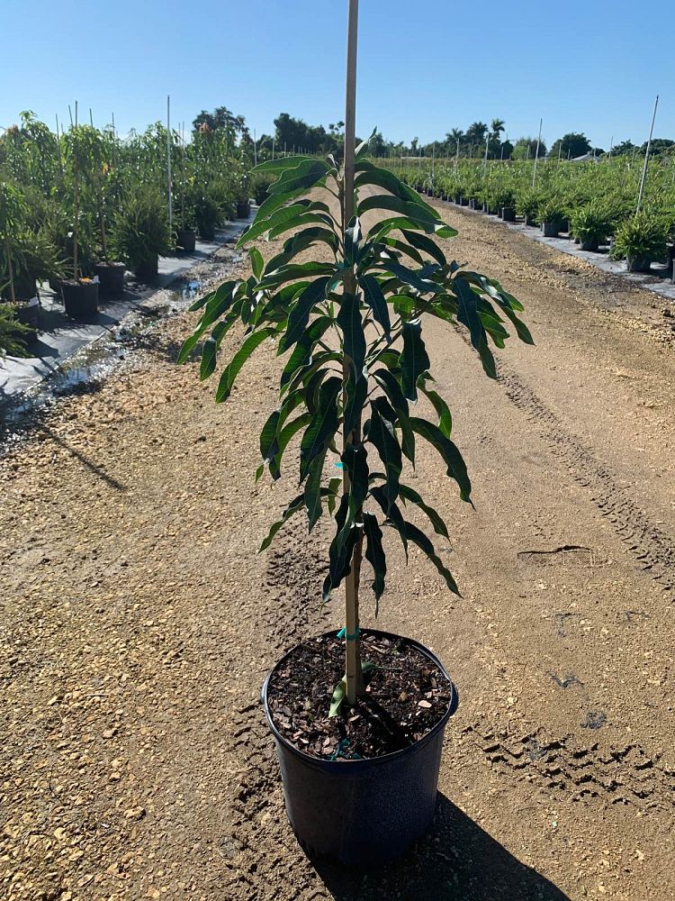 mangifera-indica-cogshall-mango