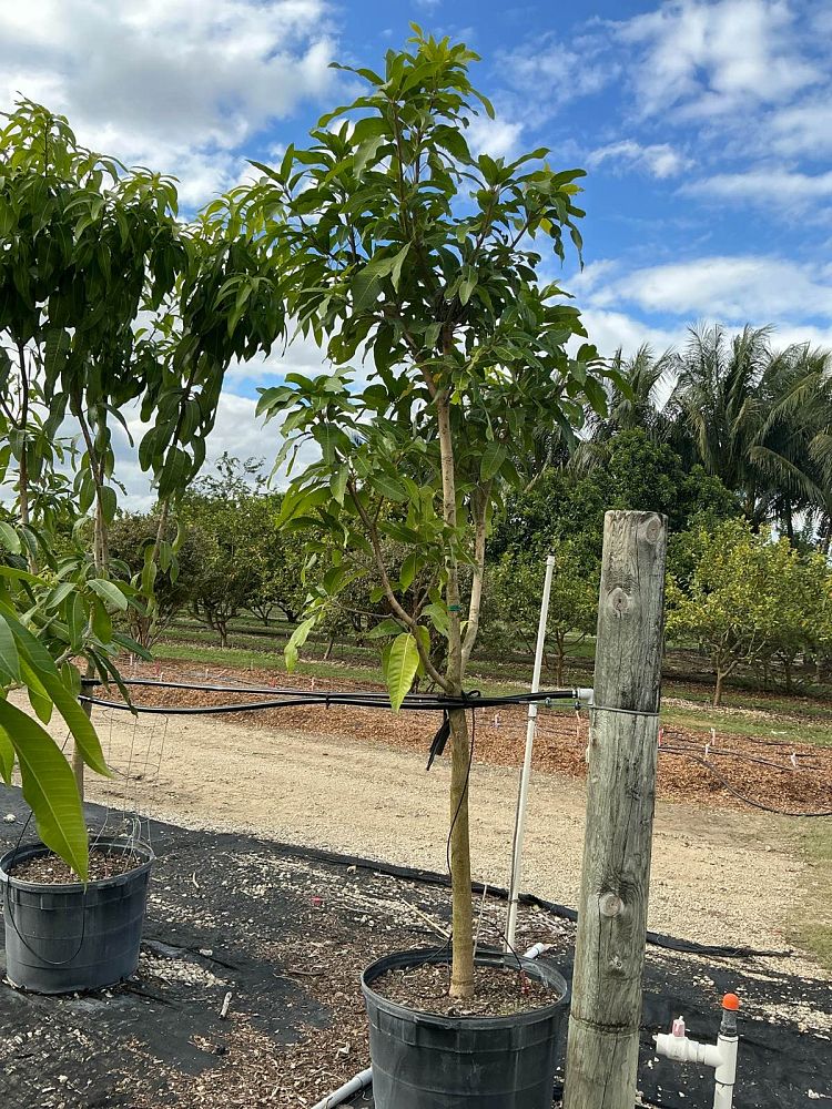 mangifera-indica-cotton-candy-mango