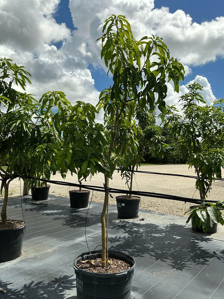 mangifera-indica-edward-mango