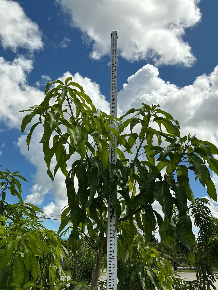 mangifera-indica-edward-mango