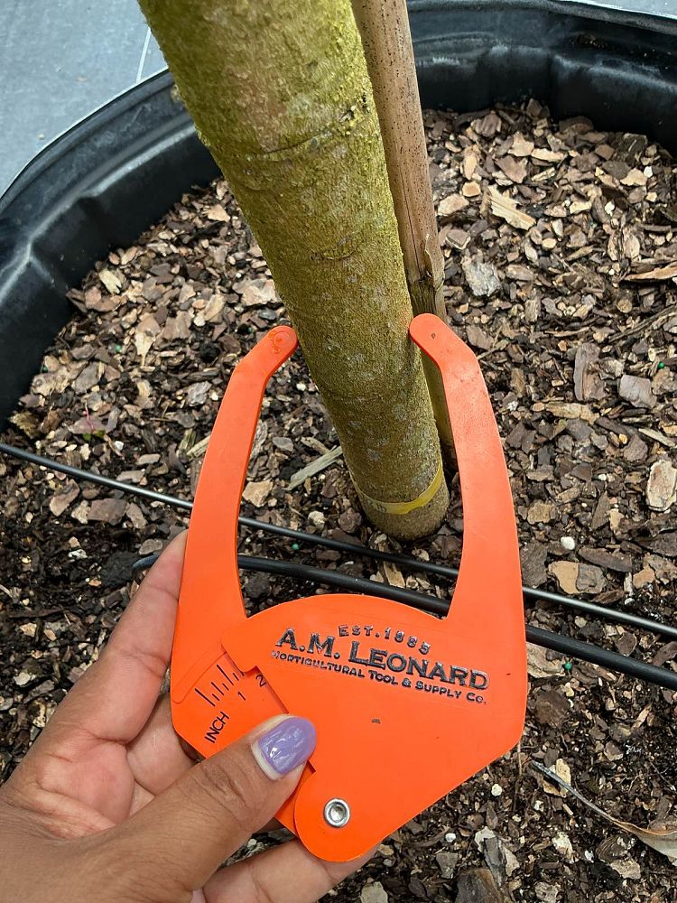 mangifera-indica-edward-mango