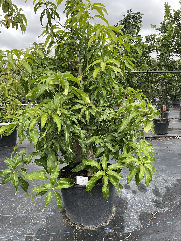 mangifera-indica-fairchild-mango
