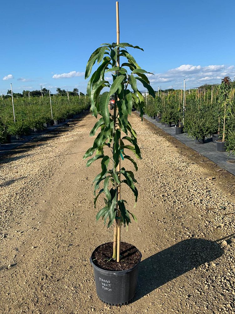 mangifera-indica-fruit-punch-mango