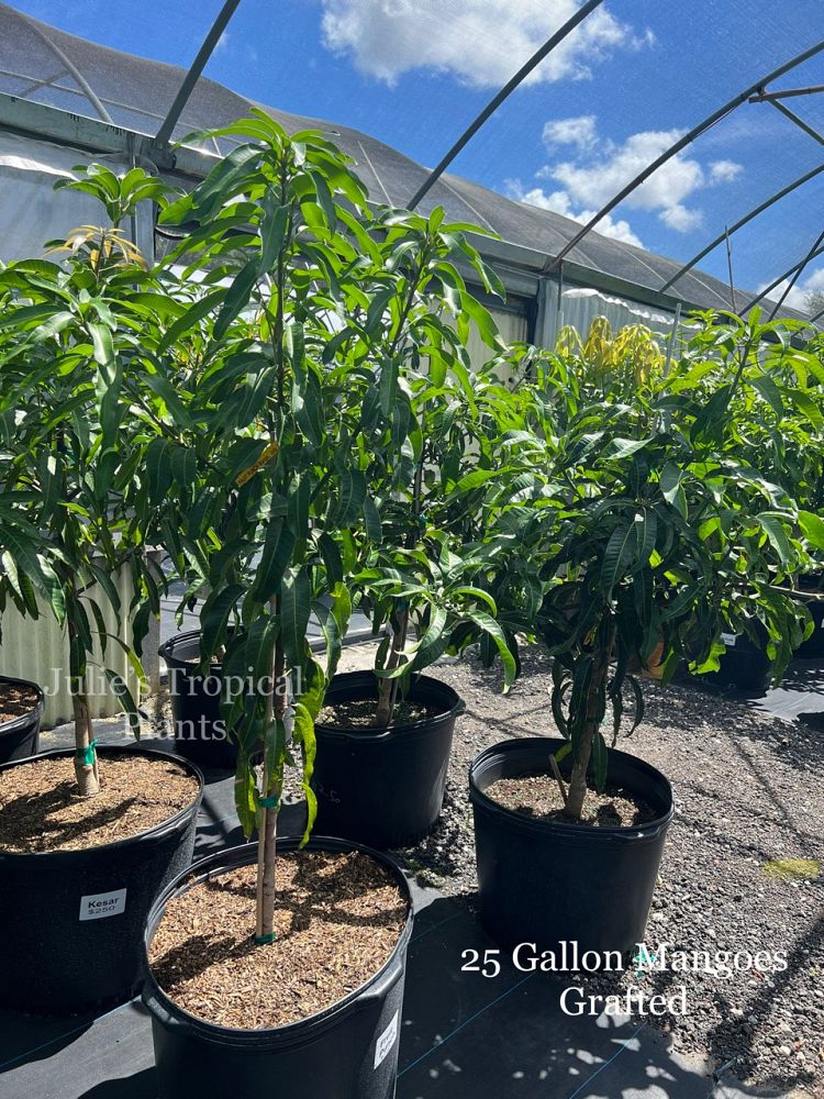 mangifera-indica-fruit-punch-mango