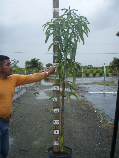 mangifera-indica-glenn-mango