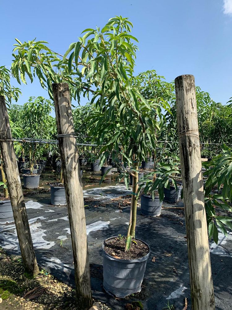 mangifera-indica-glenn-mango