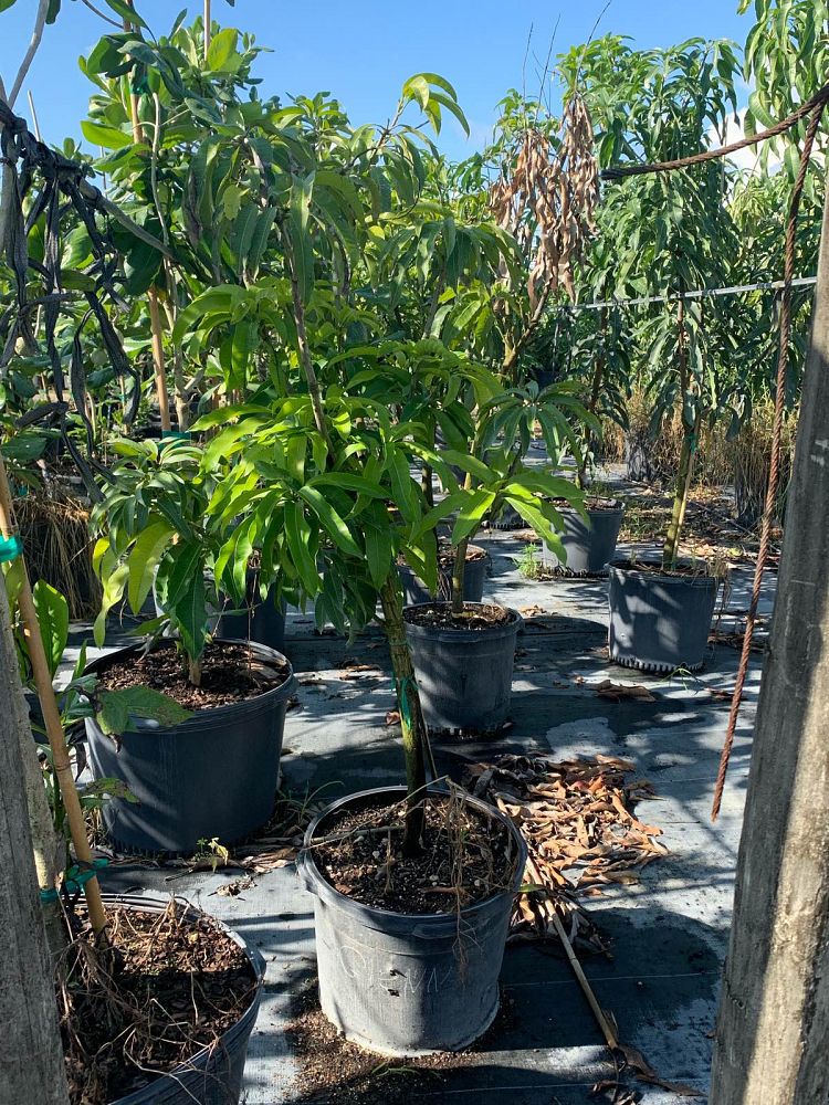 mangifera-indica-glenn-mango