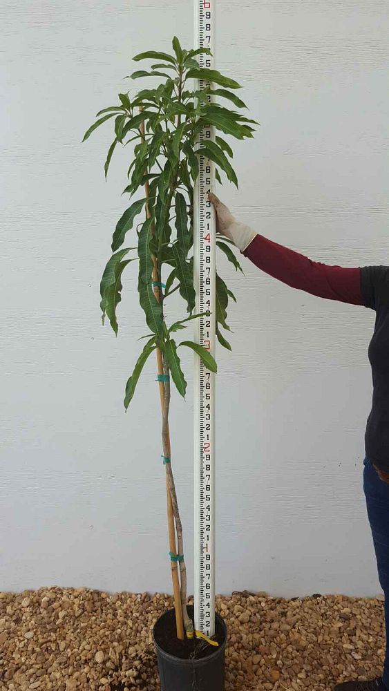 mangifera-indica-glenn-mango