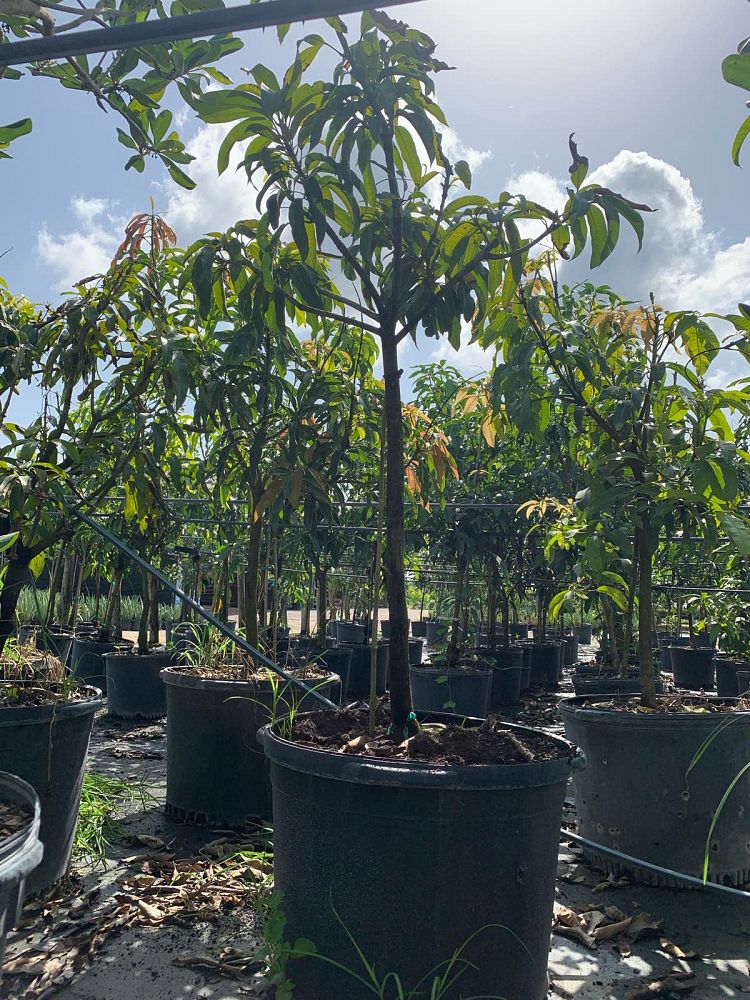 mangifera-indica-glenn-mango